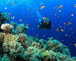 Bali Scuba Diving - Nusa Dua, Amed, Tulamben, Padang Bay, Nusa Penida, Menjangan Island