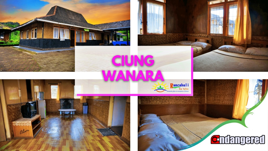 Villa Ciung Wanara Rancabali Tea Resort Ciwidey